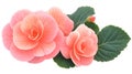 Peach Pink Begonia Flowers with Green Leaves Isolated on White Background Royalty Free Stock Photo