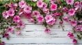 Delicate Pink Blooms on Rustic White Wood Board Background Royalty Free Stock Photo