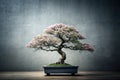 A delicate pink blossom bonsai tree in a sleek rectangular pot, set against a textured grey wall. Generative AI Royalty Free Stock Photo