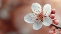 Delicate Pink Blossom Spring Flower Beauty Royalty Free Stock Photo