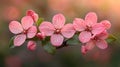 Delicate pink blossoms on a branch Royalty Free Stock Photo