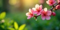 Delicate pink blossoms glowing in the warm sunlight with a single dewdrop hanging. Generative AI Royalty Free Stock Photo