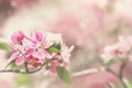 Delicate Pink Blossoms Royalty Free Stock Photo