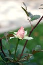 The delicate pink Bud roses on blurred background of garden