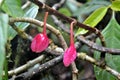 Delicate pink buds of a creeper in a foggy forest in Monteverde in Costa Rica