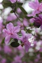 Delicate pink buds of rhododendron on a background of green foliage, beautiful, nature, spring, flowers Royalty Free Stock Photo