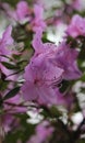 Delicate pink buds of rhododendron on a background of green foliage, beautiful, nature, spring, flowers Royalty Free Stock Photo