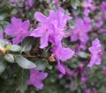 Delicate pink buds of rhododendron on a background of green foliage, beautiful, nature, spring, flowers Royalty Free Stock Photo