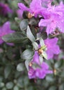 Delicate pink buds of rhododendron on a background of green foliage, beautiful, nature, spring, flowers Royalty Free Stock Photo