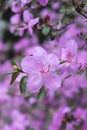 Delicate pink buds of rhododendron on a background of green foliage, beautiful, nature, spring, flowers Royalty Free Stock Photo