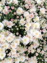 delicate pink bush of chrysanthemum flowers Royalty Free Stock Photo