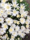 delicate pink bush of chrysanthemum flowers white Royalty Free Stock Photo
