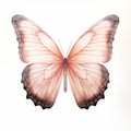 Delicate Pink Butterfly Print With Detailed Monarch Wings Royalty Free Stock Photo