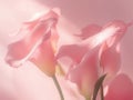 Delicate Pink Calla Lilies Bloom in Soft Sunlight, a Symbol of Elegance and Purity Royalty Free Stock Photo