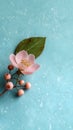 Delicate pink cherry blossom flower with berries and green leaf on blue background Royalty Free Stock Photo
