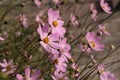 delicate pink cosmea flowers close up in summer Royalty Free Stock Photo