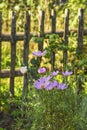 Delicate Pink Cosmea Flowers In Sunlight