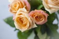 Delicate pink cream roses Royalty Free Stock Photo