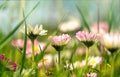 Delicate pink daisies and fluffy dandelions in a summer meadow Royalty Free Stock Photo