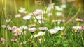 Delicate pink daisies and fluffy dandelions in a summer meadow Royalty Free Stock Photo