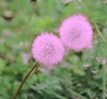 Delicate pink dandelions clung to each other