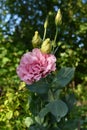 The delicate pink double flower Eustoma grandiflorum, similar to a rose, grows in the garden against the backdrop of trees.