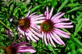 Delicate pink echinacea flowers in soft focus in a garden in a sunny summer day Royalty Free Stock Photo