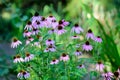 Delicate pink echinacea flowers in soft focus in a garden in a sunny summer day Royalty Free Stock Photo