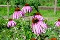 Delicate pink echinacea flowers in soft focus in a garden in a sunny summer day Royalty Free Stock Photo