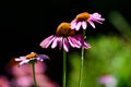 Delicate pink echinacea flowers in soft focus in a garden in a sunny summer day Royalty Free Stock Photo