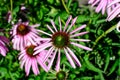 Delicate pink echinacea flowers in soft focus in a garden in a sunny summer day Royalty Free Stock Photo