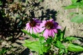 Delicate pink echinacea flowers in soft focus in an organic herbs garden in a sunny summer day Royalty Free Stock Photo