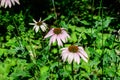 Delicate pink echinacea flowers in soft focus in an organic herbs garden in a sunny summer day Royalty Free Stock Photo