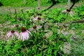 Pink echinacea flowers in soft focus in an organic herbs garden in a sunny summer day Royalty Free Stock Photo