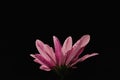 Delicate pink flower all covered with raindrops