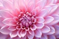 Delicate Pink flower closeup. Generate Ai Royalty Free Stock Photo