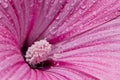 Delicate pink flower covered with morning dew. Royalty Free Stock Photo