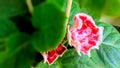 Pink Gloxinia in a green background Royalty Free Stock Photo