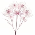 Delicate Pink Flower Illustration In The Style Of Nick Veasey And Mandy Disher