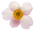 Delicate pink flower of perennial Japanese anemone plant isolated macro