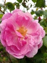 Delicate pink flower tea rose in raindrops macro. On a green background open bright pink rose flower. Royalty Free Stock Photo