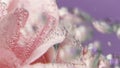 A delicate pink flower under water with bubbles. Stock footage.Bright bubbling bubbles with a flower placed in water