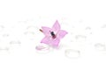 Delicate Pink Flower on Water Drops