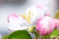 Delicate pink flowers of an apple tree in a spring garden. Close-up. Royalty Free Stock Photo