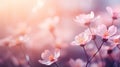 Delicate pink flowers bathed in soft sunlight emanating sense of natural beauty and serenity Royalty Free Stock Photo