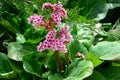 Delicate pink flowers of bergenia in the garden in spring.