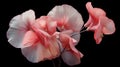 Delicate Pink Flowers On Black Background In Patricia Piccinini Style