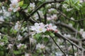 Delicate pink flowers bloomed on an apple tree in spring.