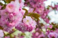Pink blossomed sakura flowers with blur Royalty Free Stock Photo