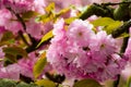 Pink blossomed sakura flowers with blur Royalty Free Stock Photo